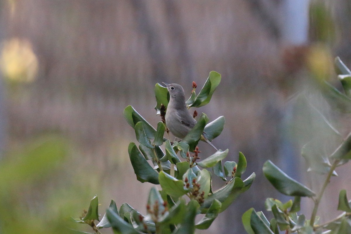 Virginia's Warbler - ML107596881