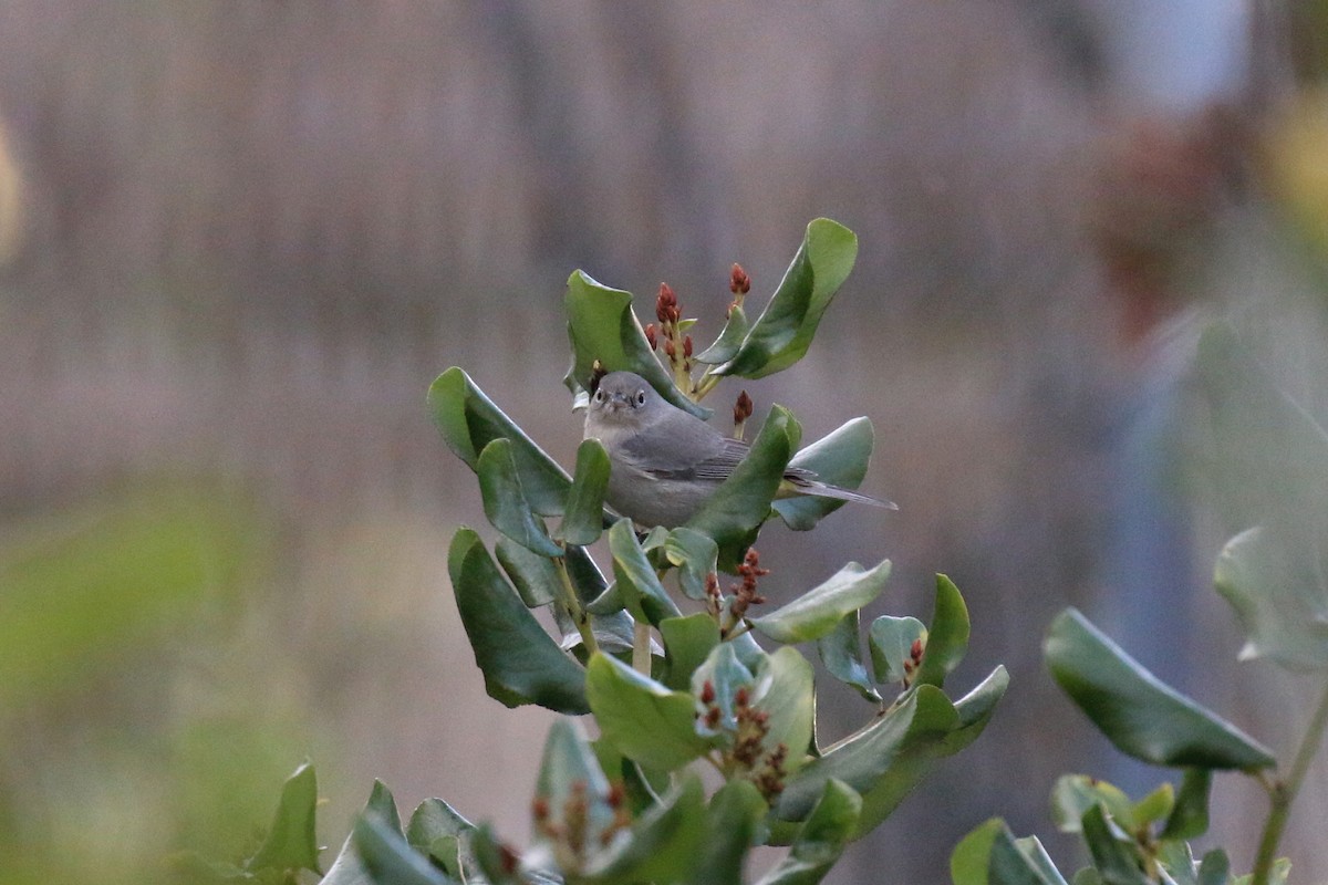 Virginia's Warbler - ML107596921