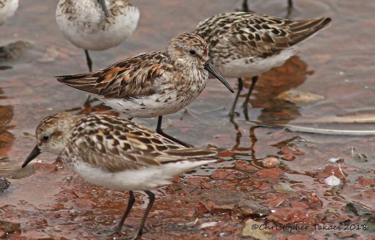 Bergstrandläufer - ML107597141