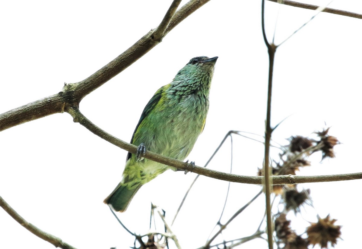 Black-capped Tanager - ML107597151