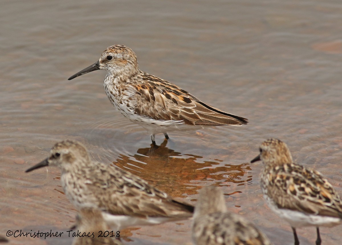 Western Sandpiper - ML107597211