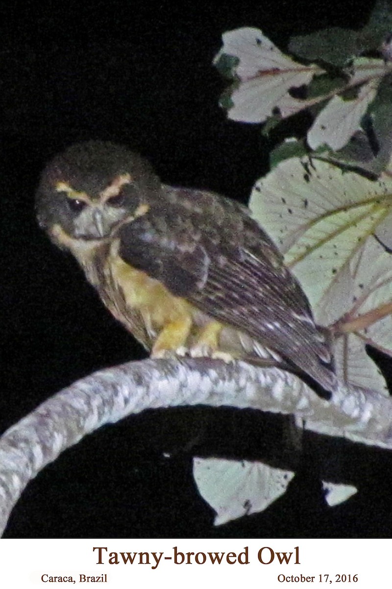 Tawny-browed Owl - ML107597731
