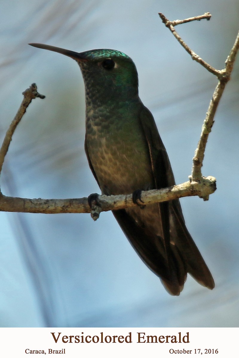 kolibřík pestrý - ML107598031
