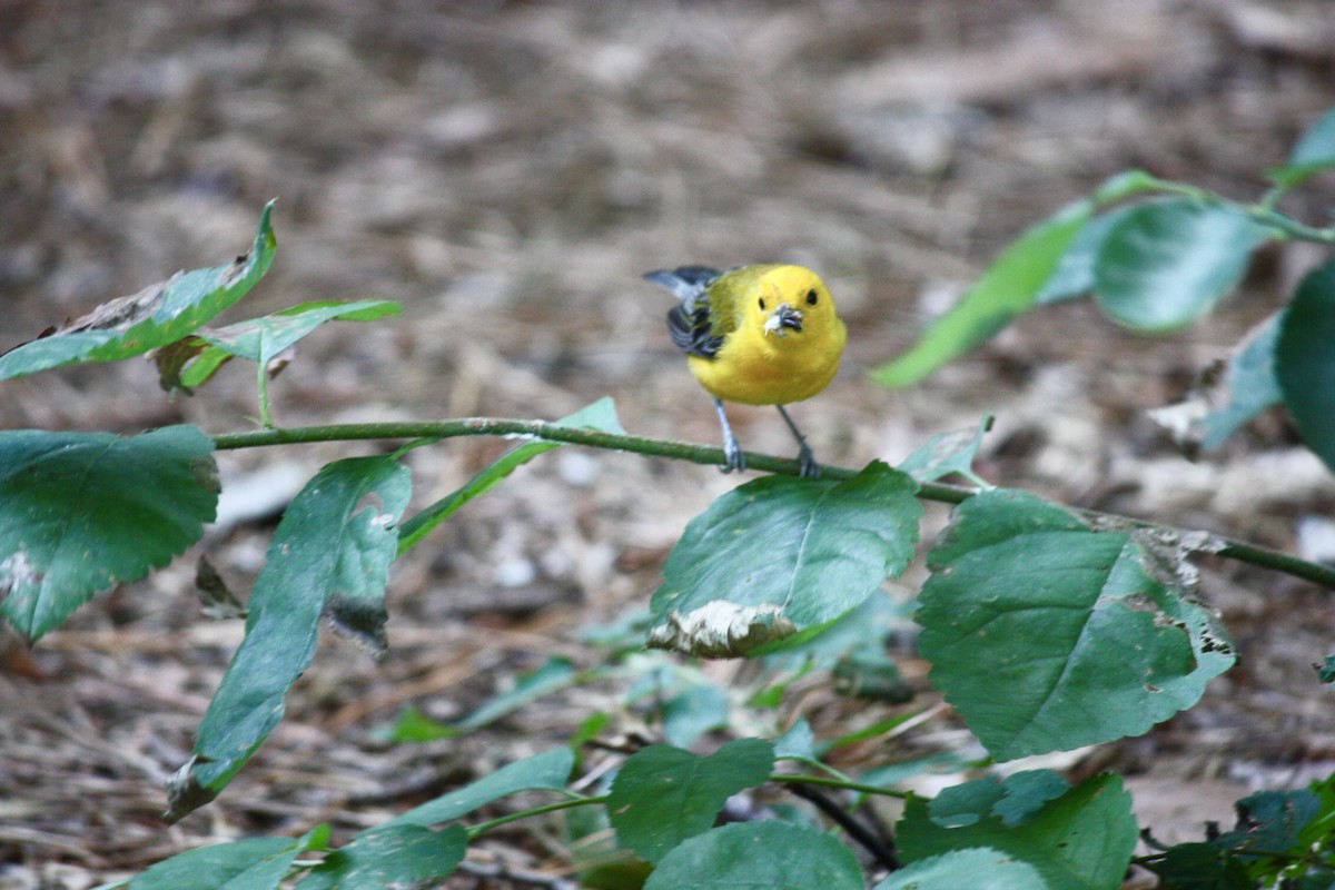 Prothonotary Warbler - ML107598761