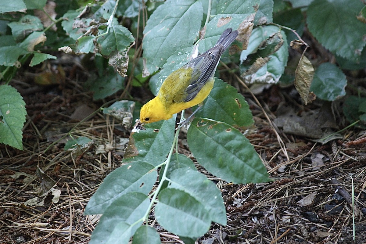Prothonotary Warbler - ML107598771
