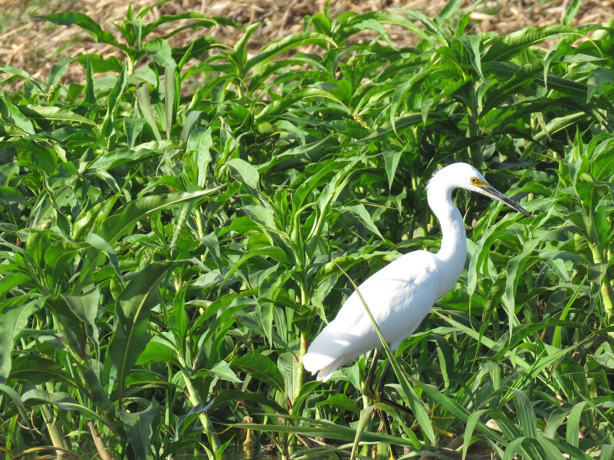 Snowy Egret - ML107599001