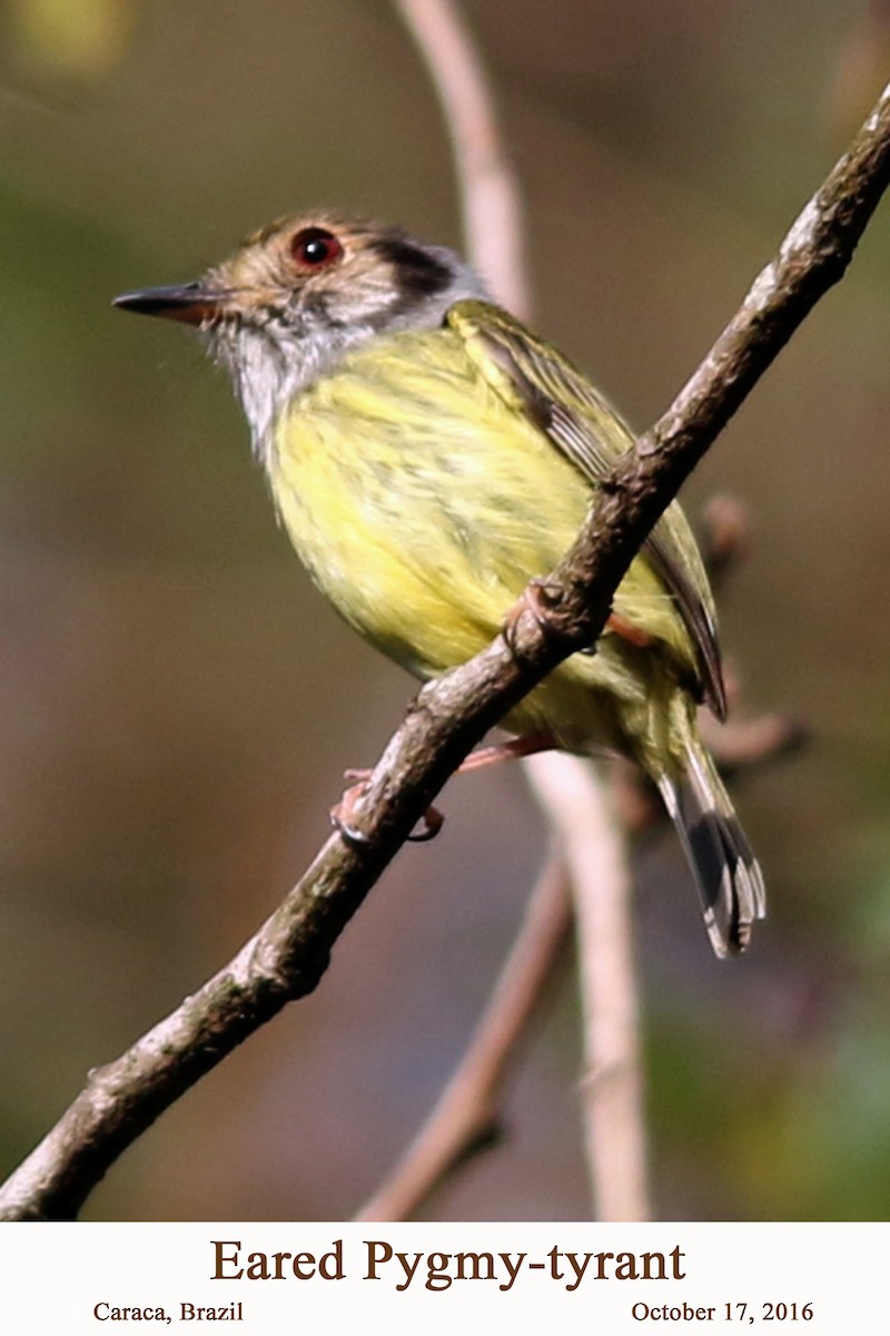 Eared Pygmy-Tyrant - ML107599211