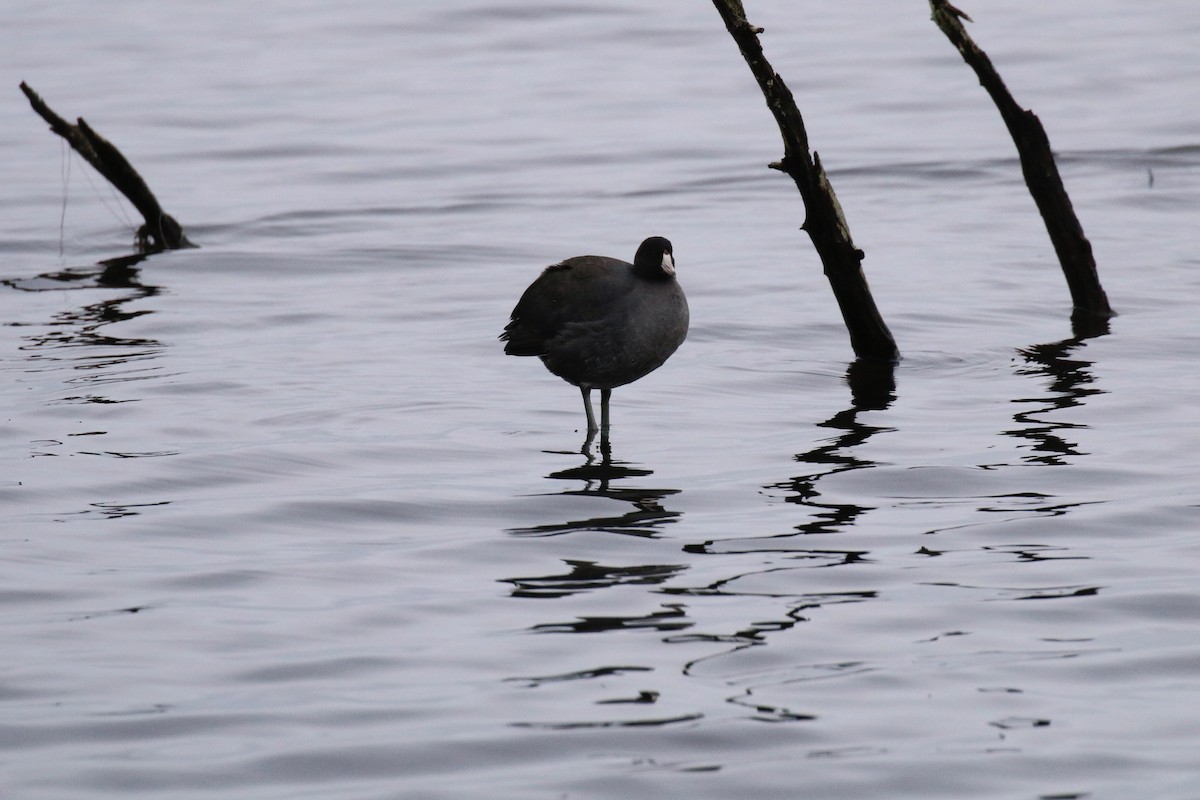 American Coot - ML107599441