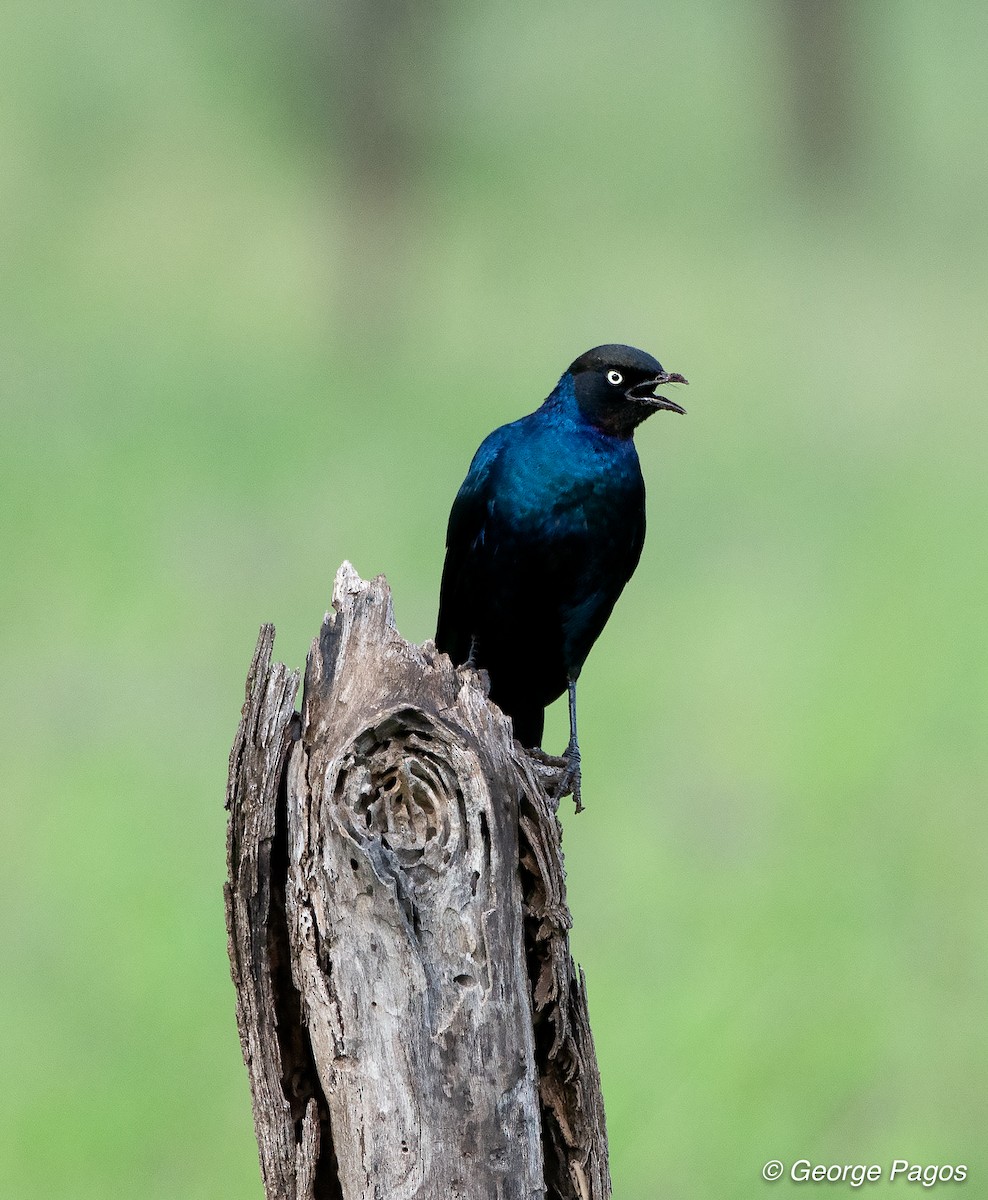 Rüppell's Starling - ML107600101