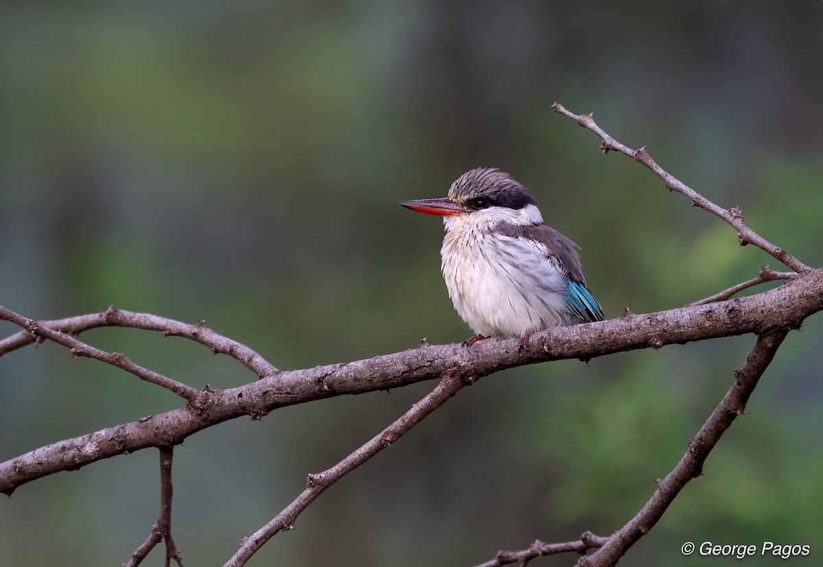 Striped Kingfisher - ML107600221