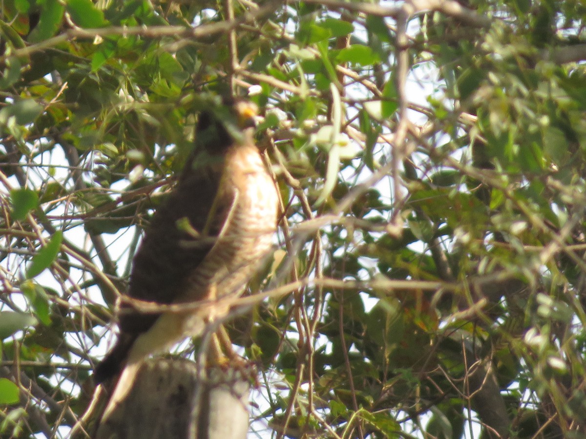 Roadside Hawk - ML107600531