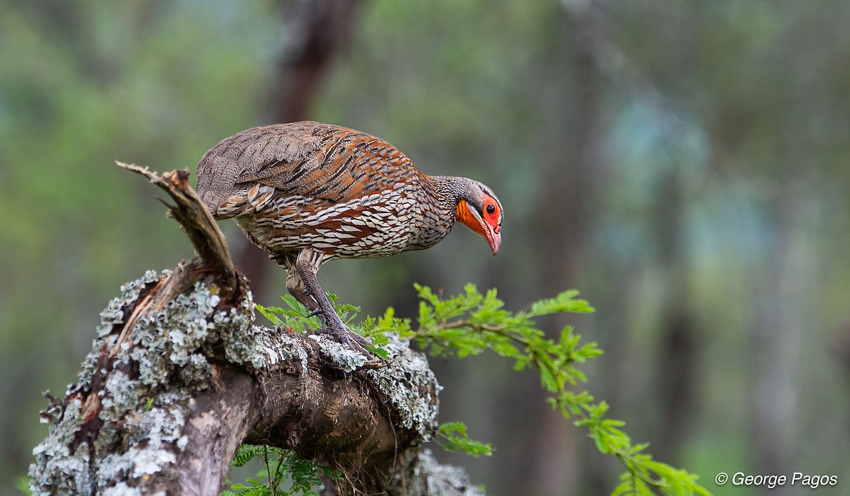 Gray-breasted Spurfowl - ML107601391