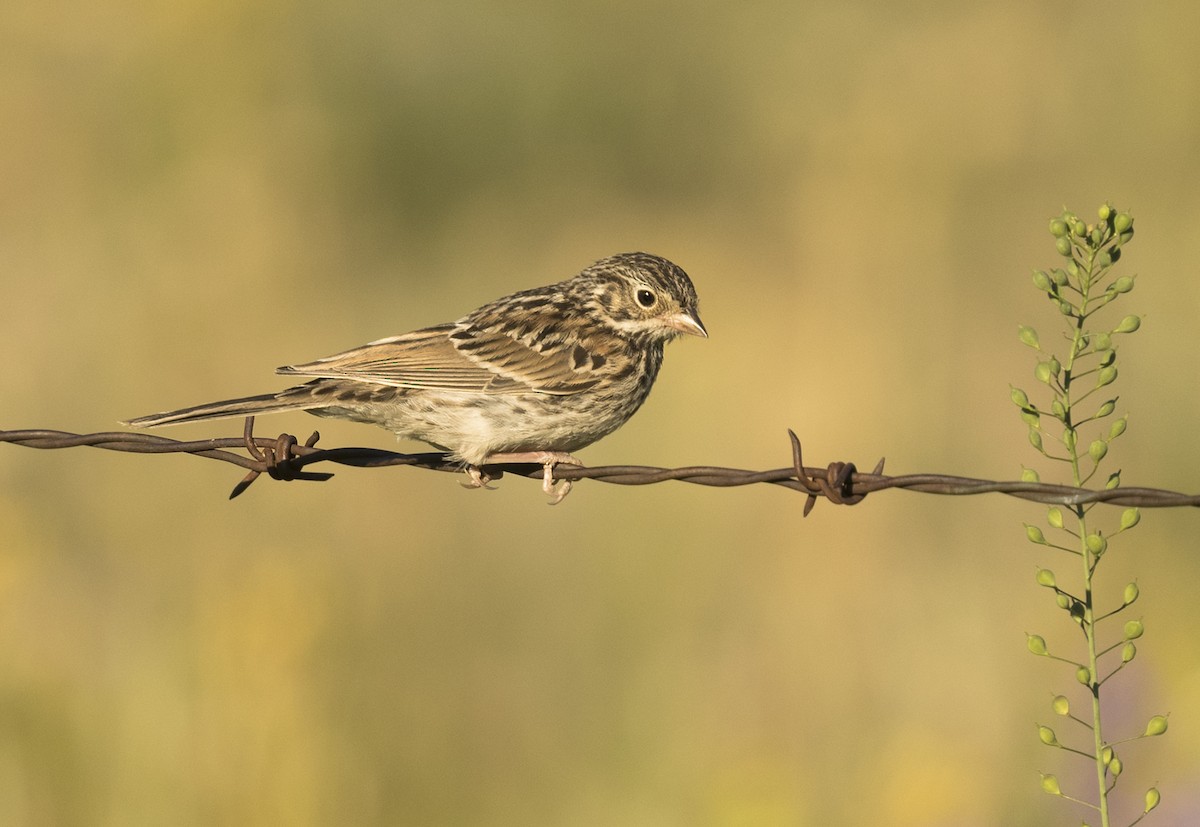 Vesper Sparrow - Ian Routley