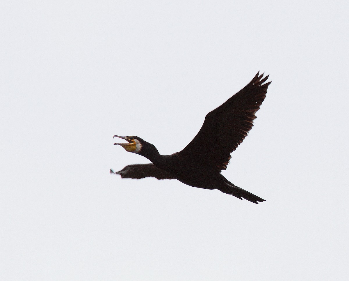 Great Cormorant - Guy Poisson