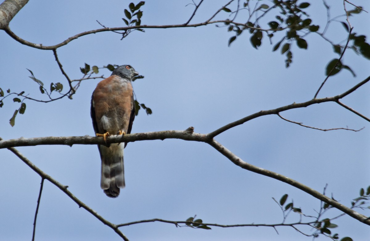 Double-toothed Kite - ML107603851