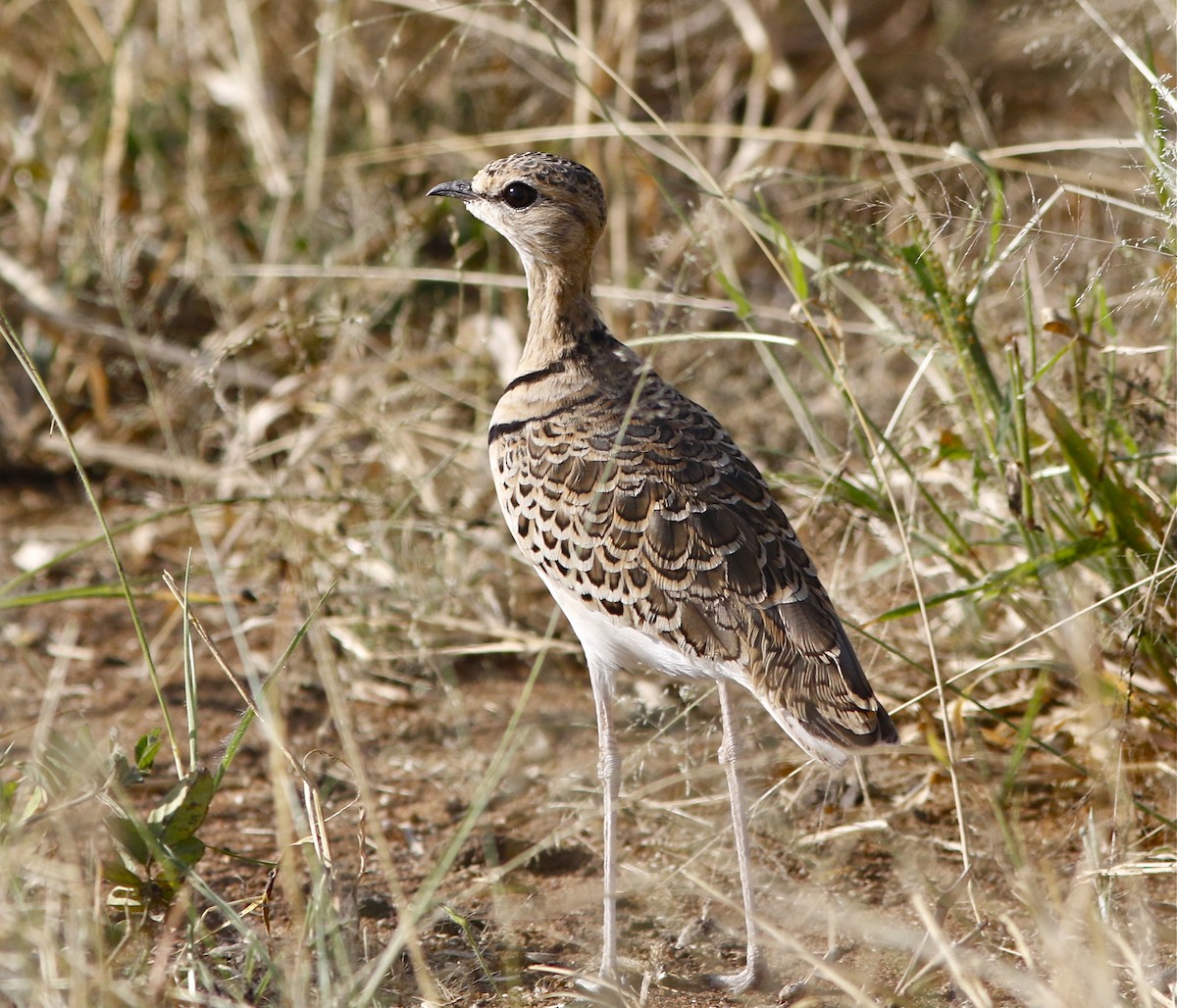 Double-banded Courser - ML107604371