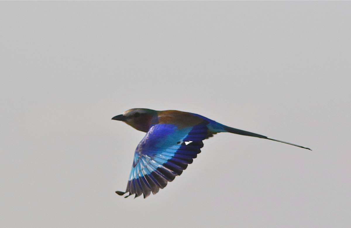 Lilac-breasted Roller - ML107604581