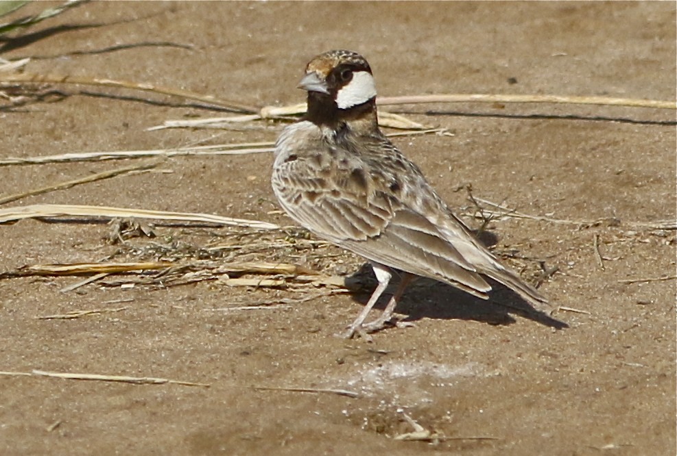 Fischer's Sparrow-Lark - ML107604921