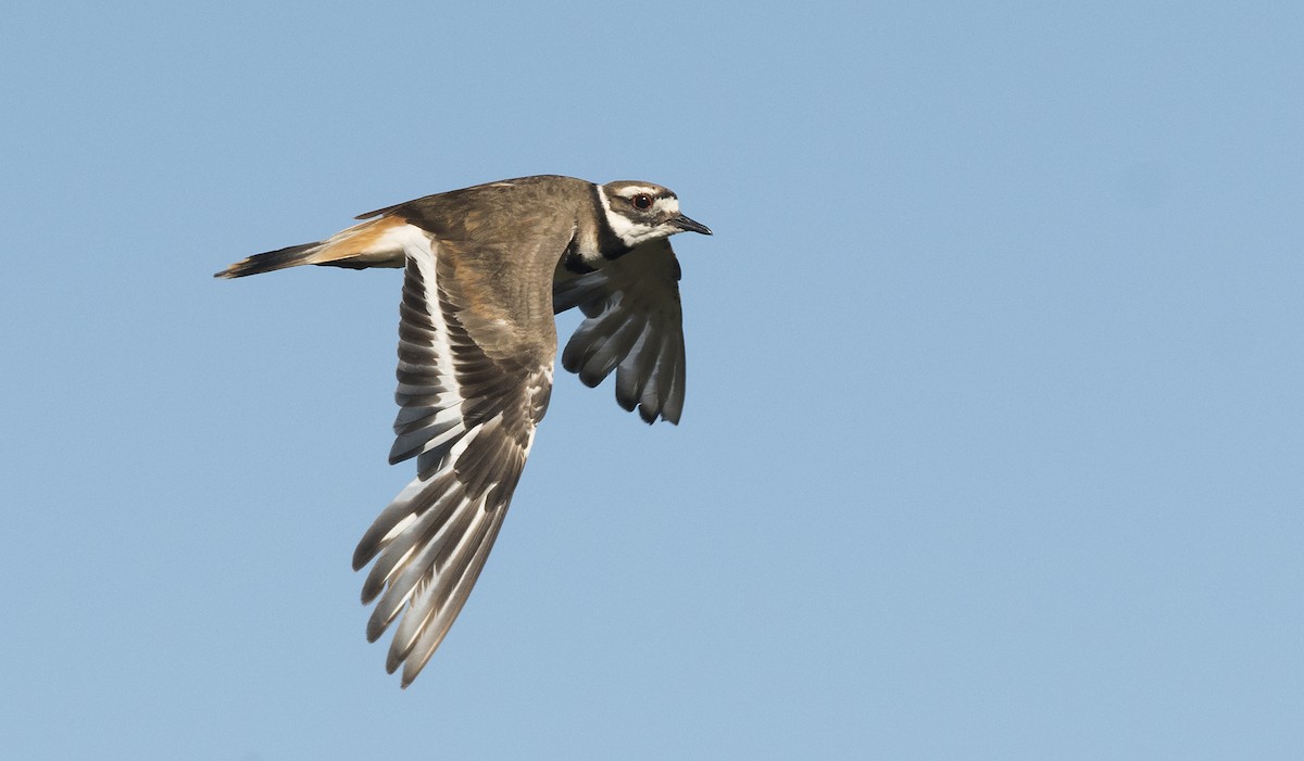 Killdeer - ML107604961