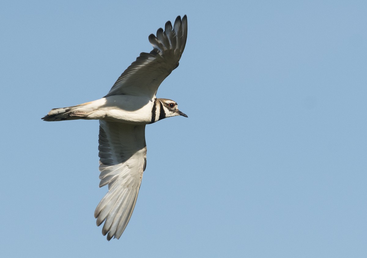 Killdeer - ML107604971