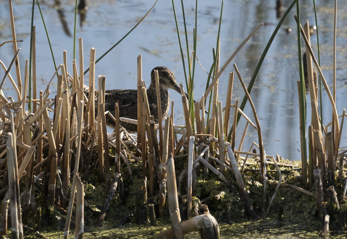 Wilson's Snipe - Ian Routley