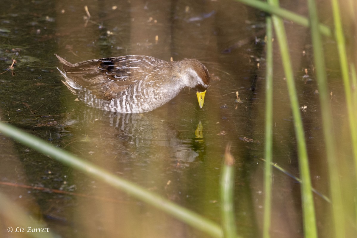 Polluela Sora - ML107606221