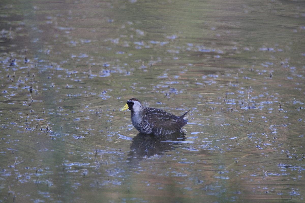 Polluela Sora - ML107606681