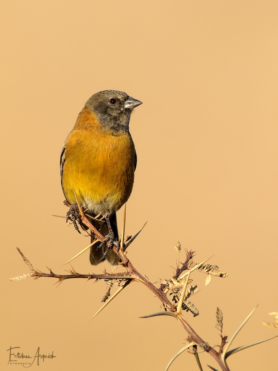 Kapuzenammertangare - ML107607241