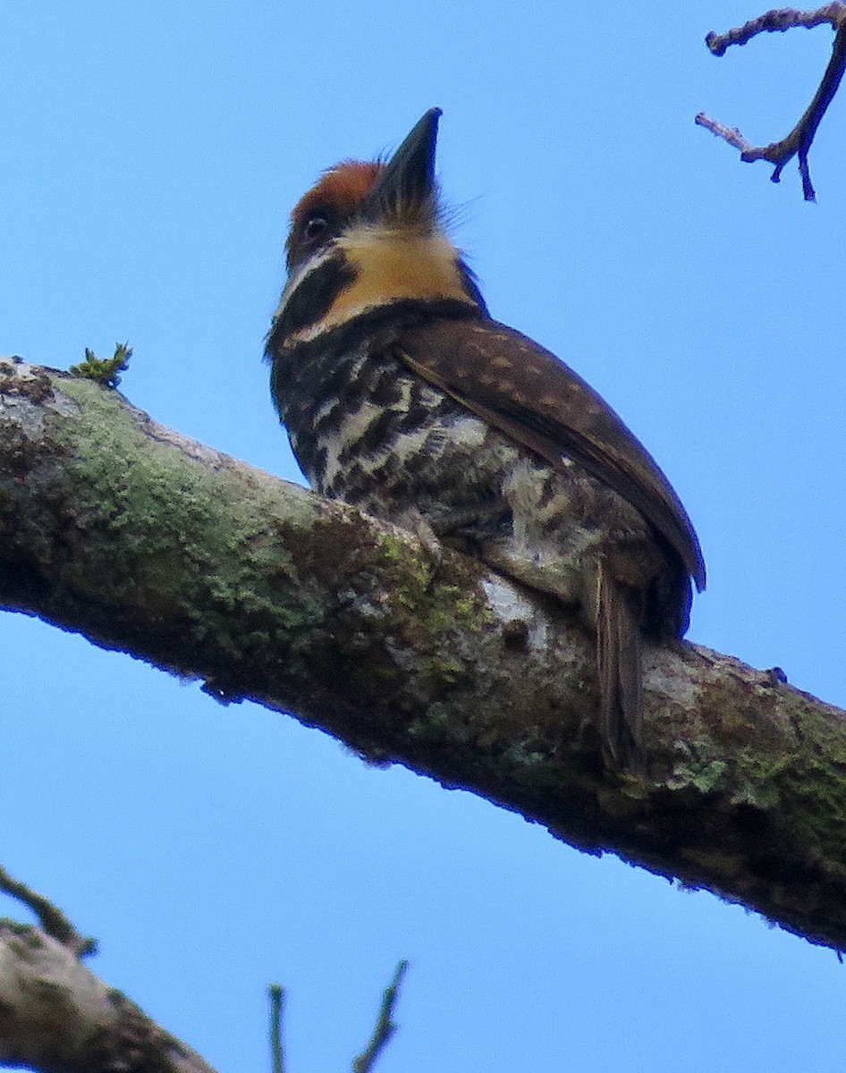 Spotted Puffbird - ML107609851