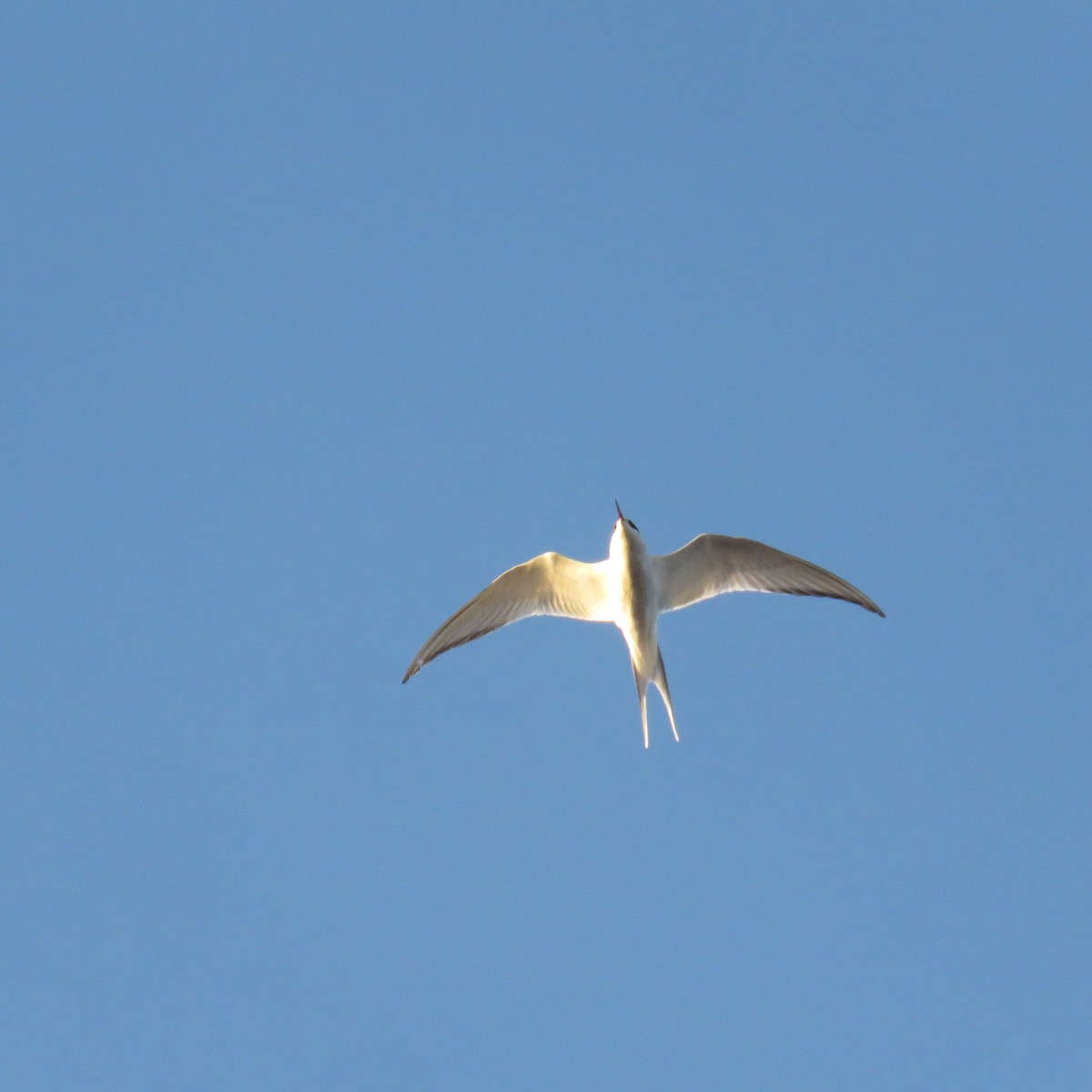 South American Tern - ML107610171