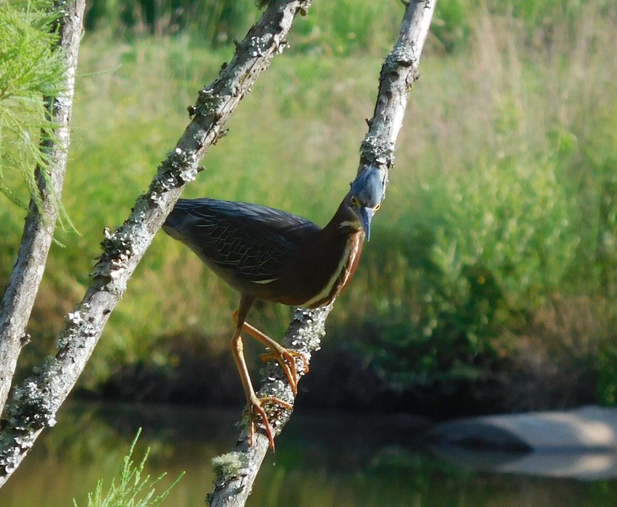 Green Heron - ML107611441