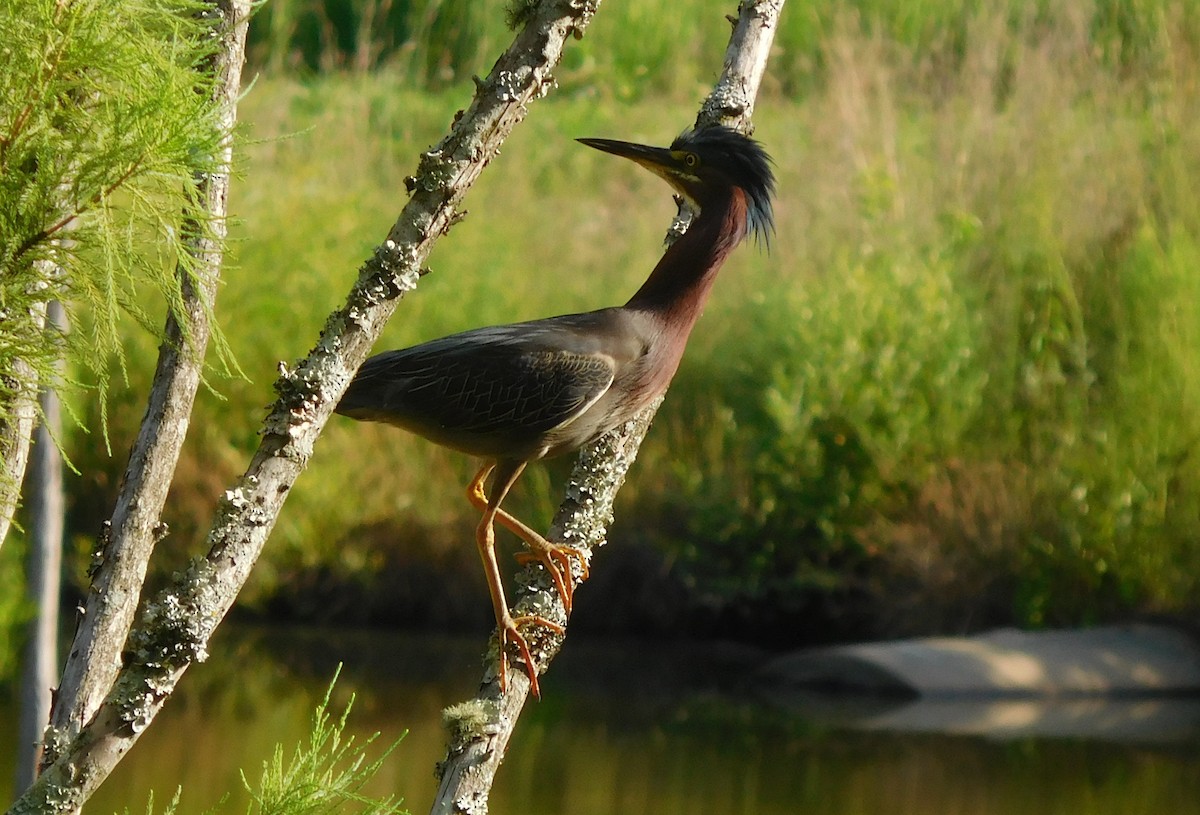 Green Heron - ML107611451