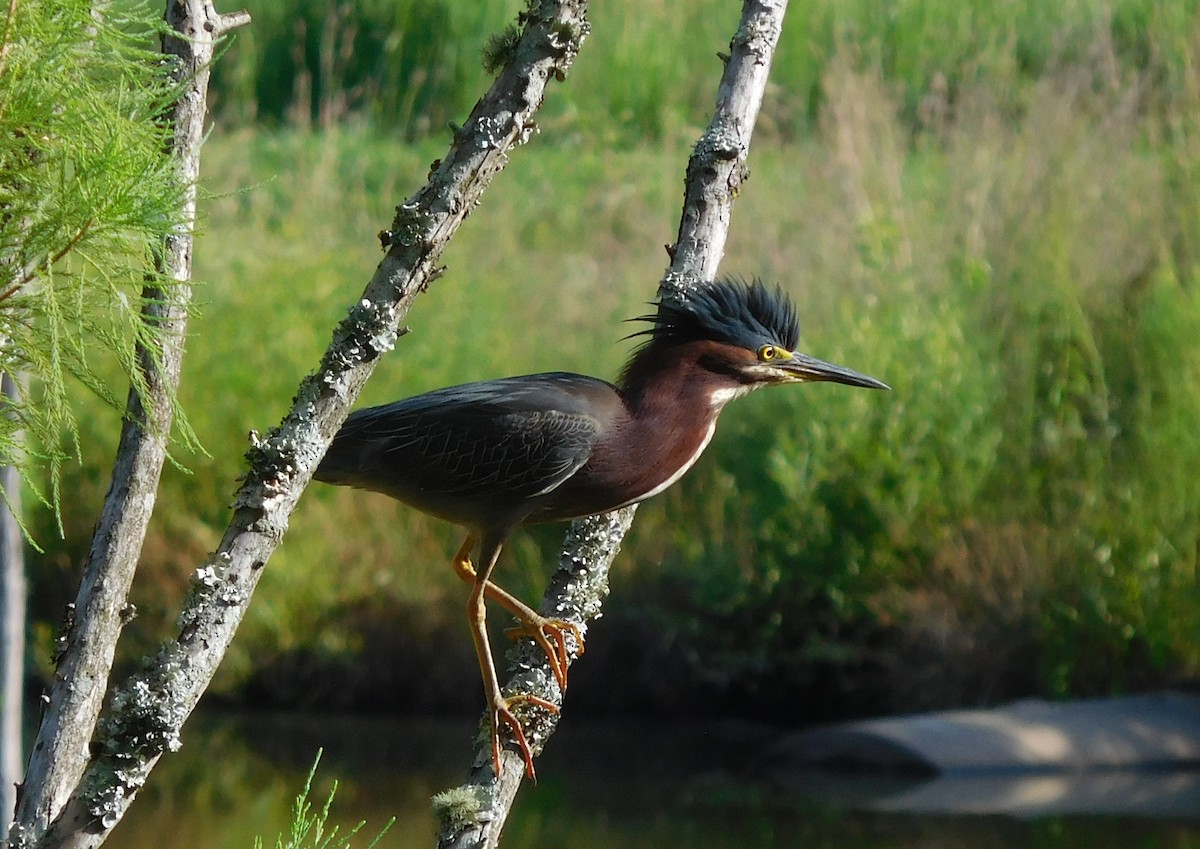Green Heron - ML107611471
