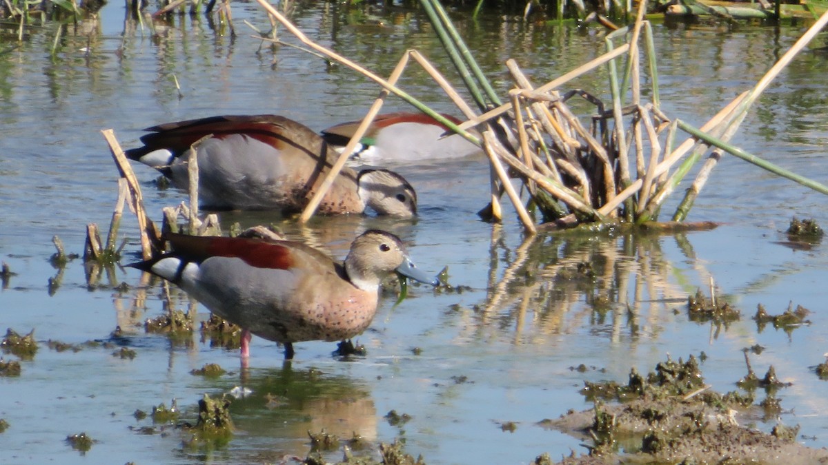 Ringed Teal - Charmaine  Swart