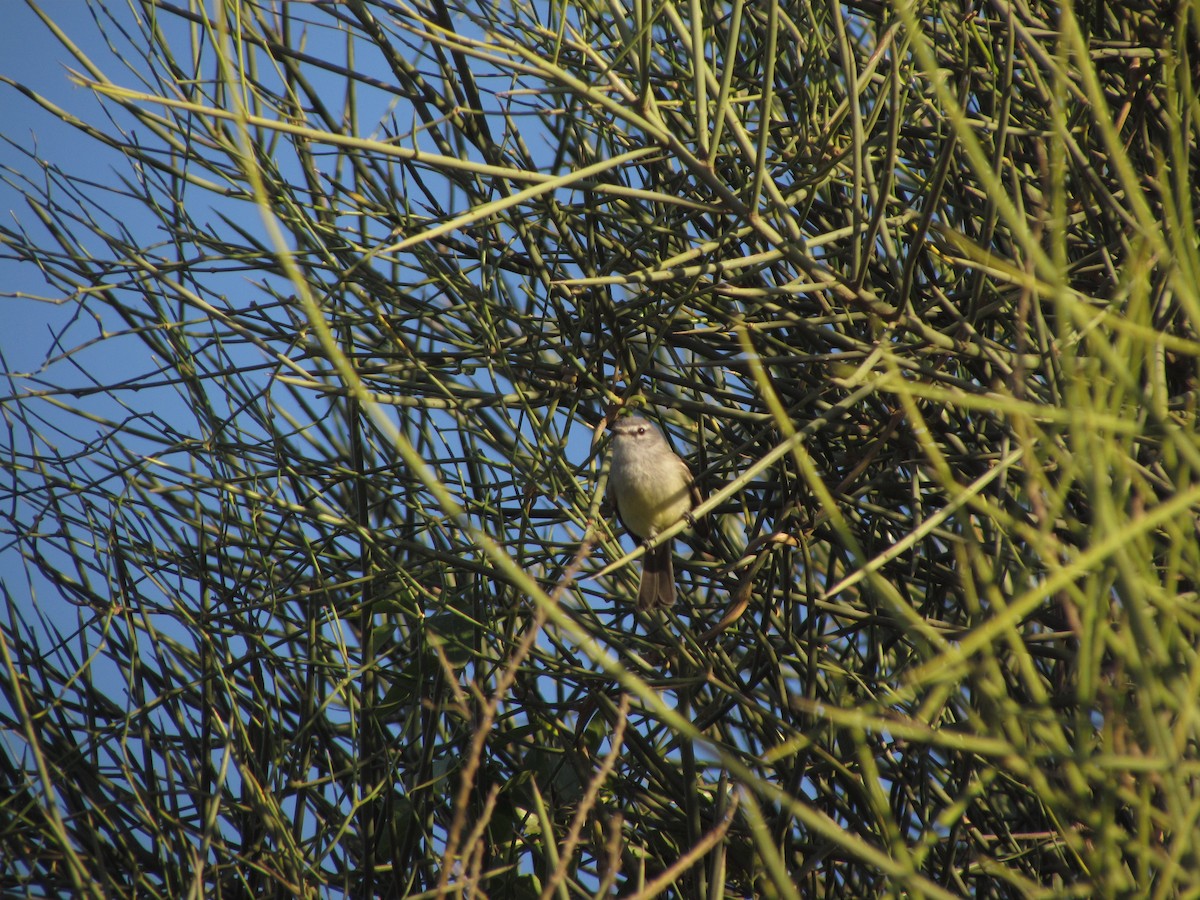 Straneck's Tyrannulet - ML107617671