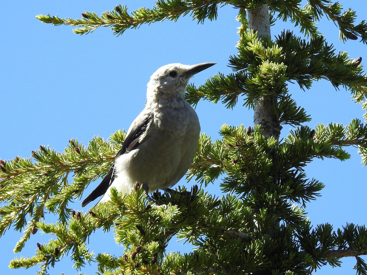 Clark's Nutcracker - ML107617851