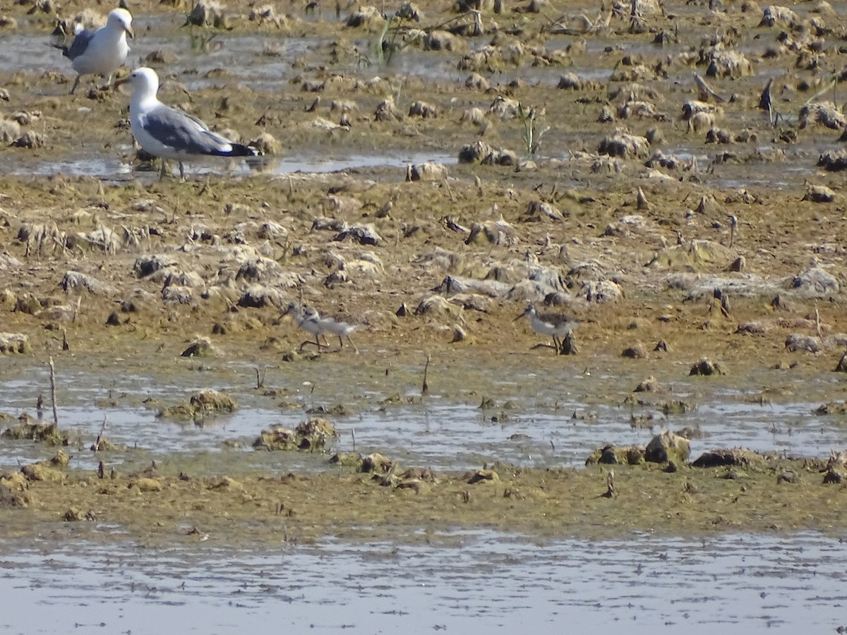 Black-necked Stilt (Black-necked) - ML107620931