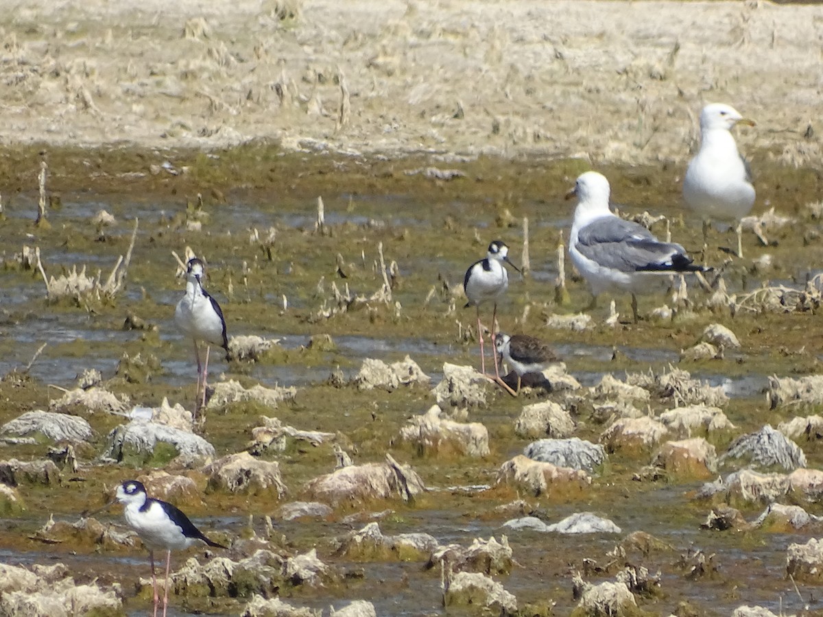 Black-necked Stilt (Black-necked) - ML107621291