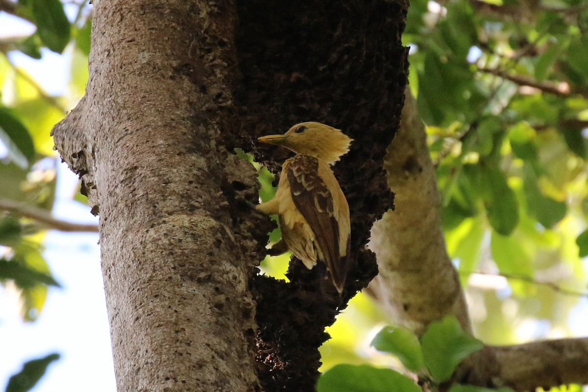 Cream-colored Woodpecker - ML107623361