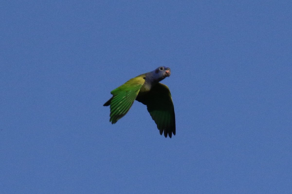 Синеголовый амазонет (menstruus/rubrigularis) - ML107623591