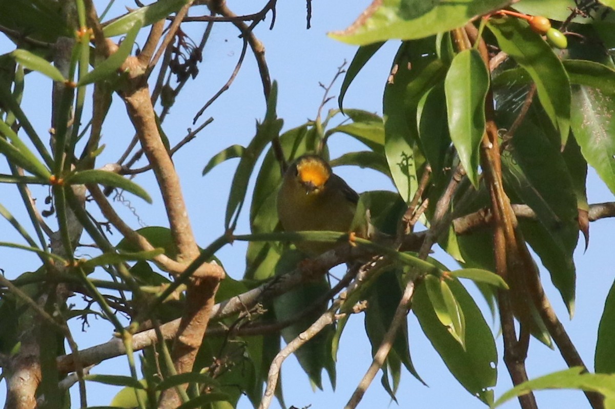 Orange-fronted Plushcrown - ML107623831