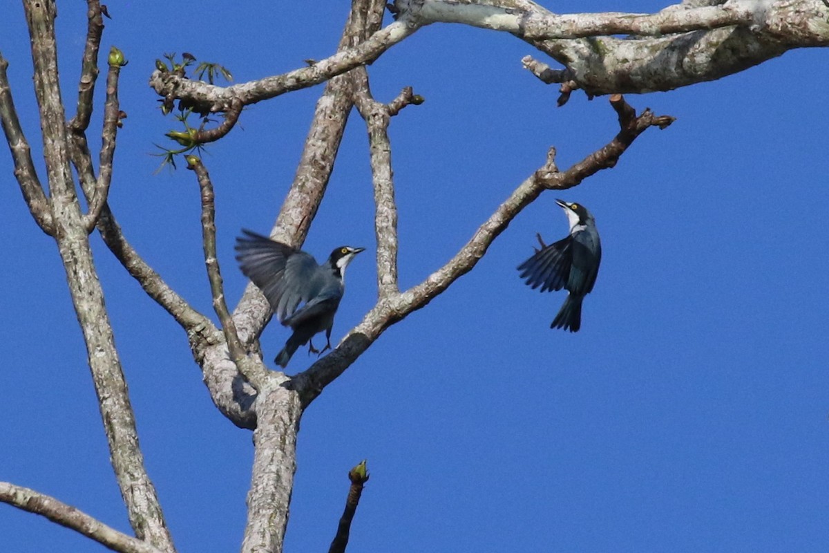 Hooded Tanager - ML107624011