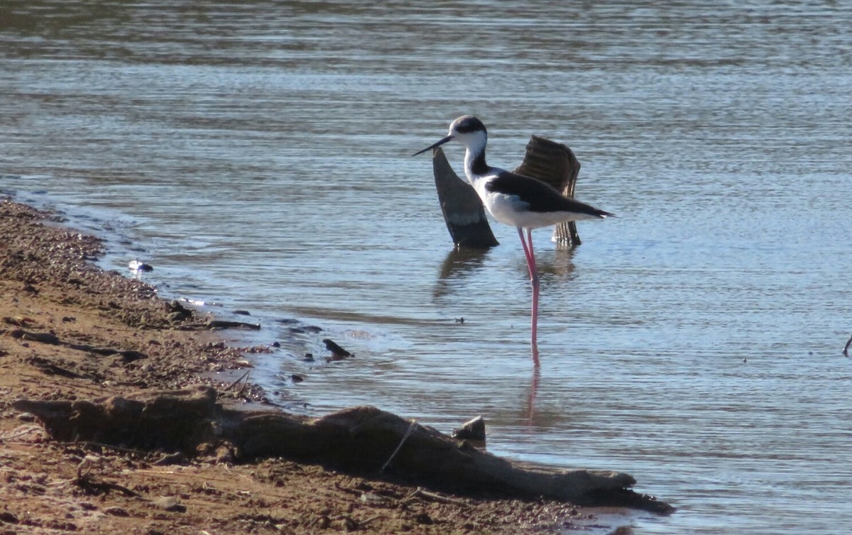 Black-necked Stilt - ML107625661