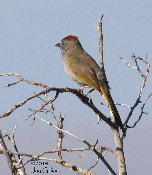 Green-tailed Towhee - ML107627661