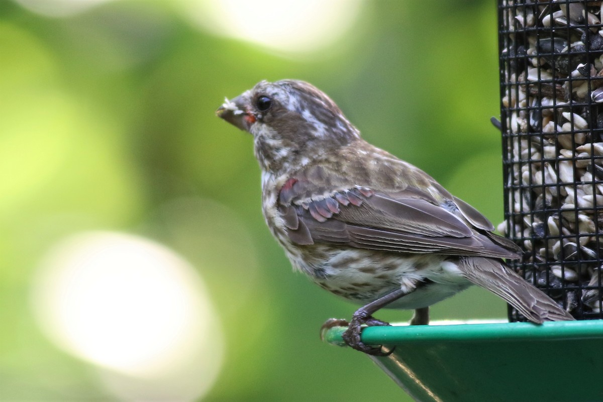 Purple Finch - Margaret Viens