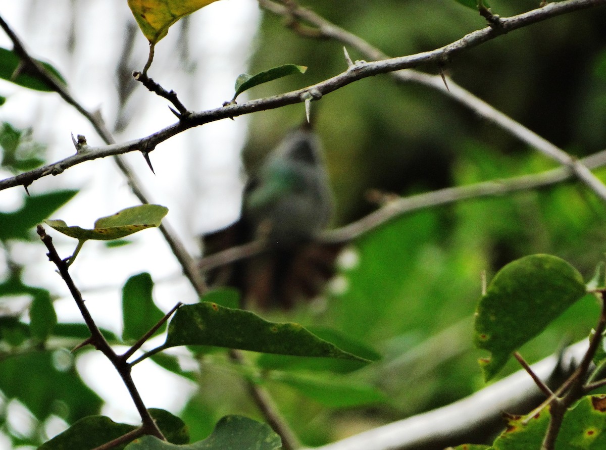 Colibrí Orejimorado - ML107628831