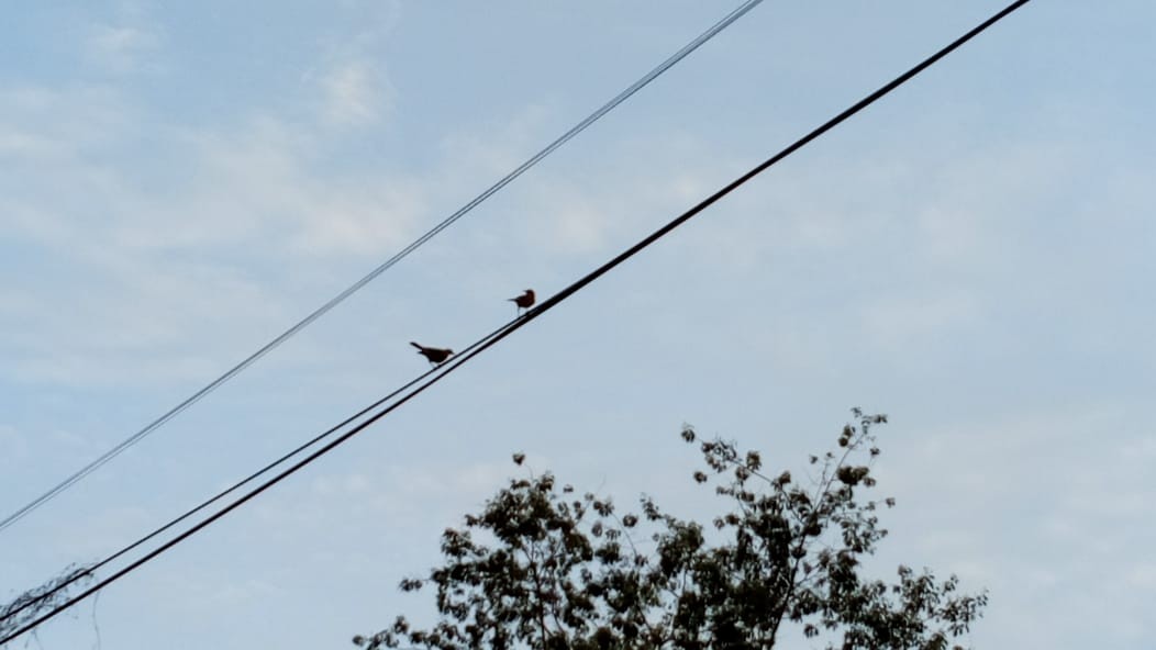 Ruddy Ground Dove - ML107629241