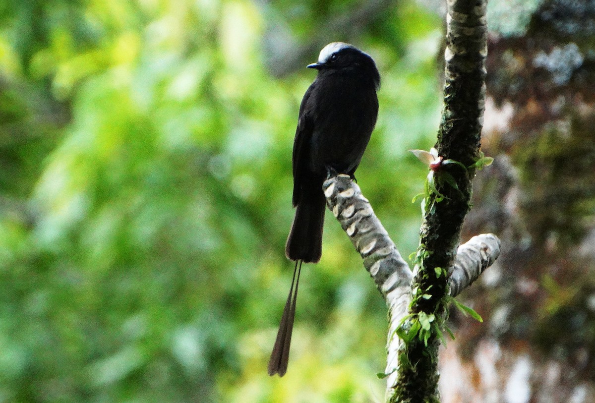 Long-tailed Tyrant - ML107629291