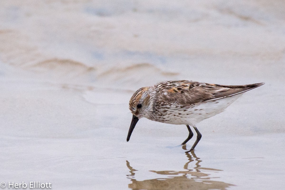 Bergstrandläufer - ML107631171