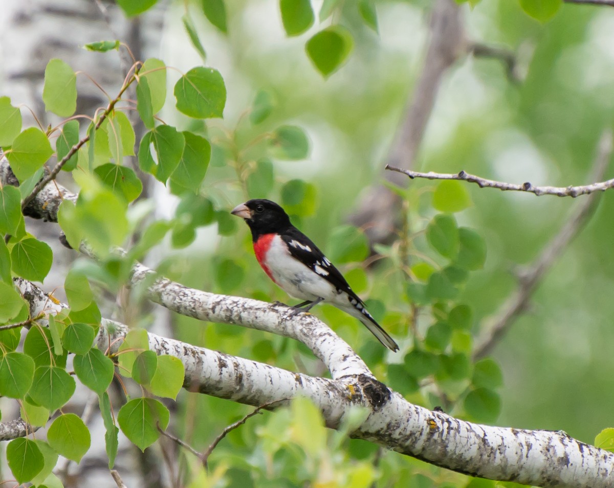 Rose-breasted Grosbeak - ML107631531